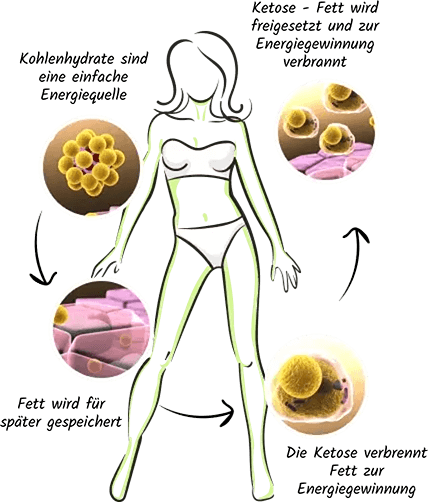 keto-erklärung-grafik-greeny slim, greeny slim acv greeny slim keto gummies, greenyslim erfahrungen, greeny slim kaufen